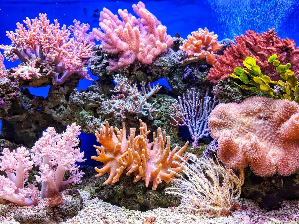 Colorful coral reef with tropical fish in the US Virgin Islands — brain coral, sea fans, and reef fish