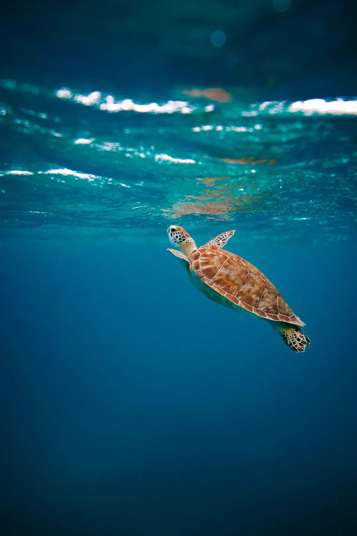 Green sea turtle swimming over coral reef in the Virgin Islands — St. John USVI wildlife