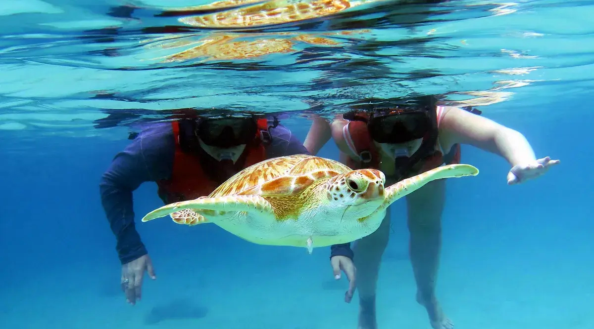 Snorkelers swimming with a sea turtle in crystal-clear Caribbean waters, US Virgin Islands
