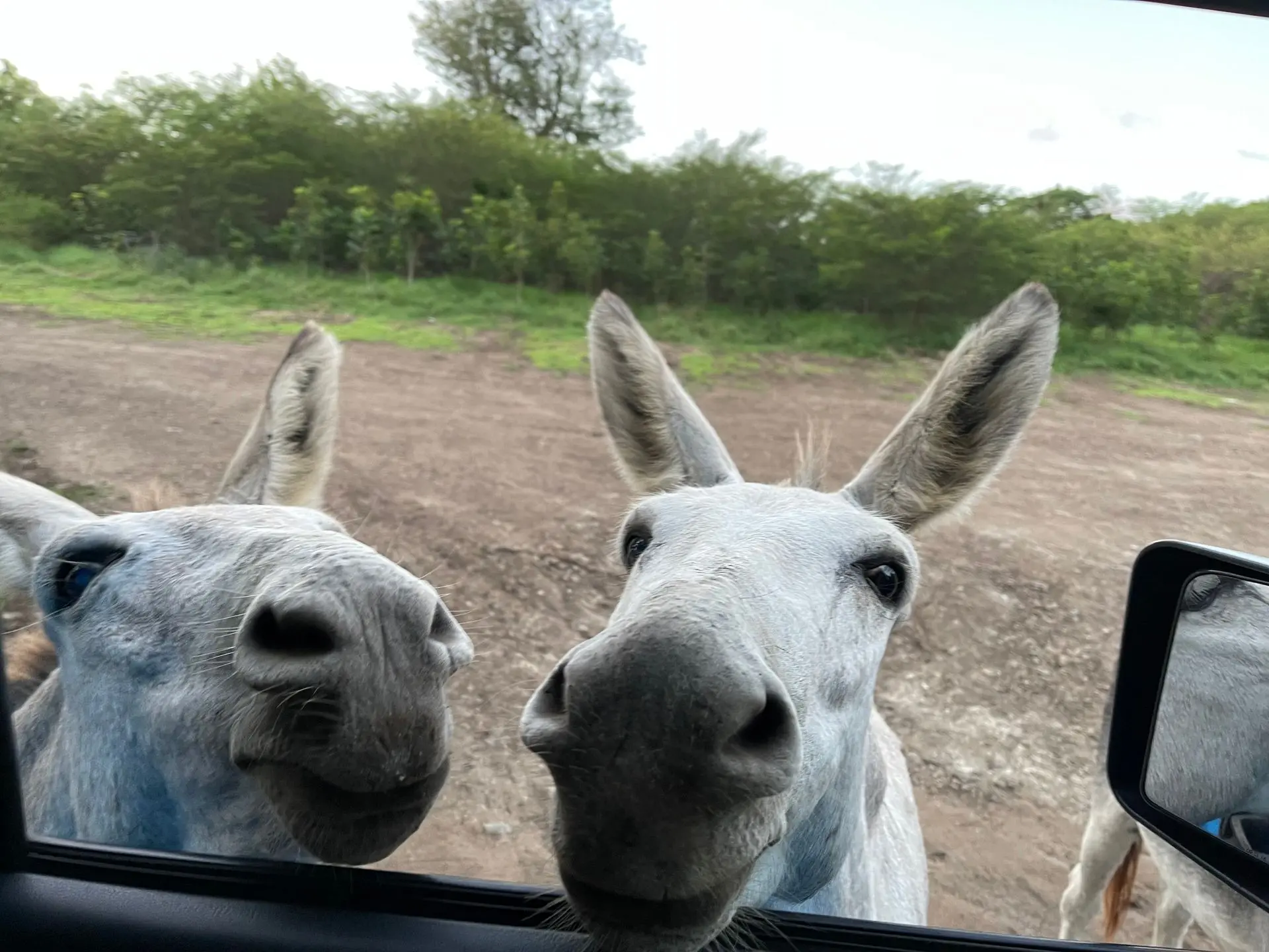 Wild donkey in the Caribbean — descendants of Danish plantation work animals roam freely across St. John USVI