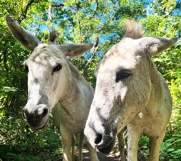 Two friendly wild donkeys on a lush green trail in the US Virgin Islands