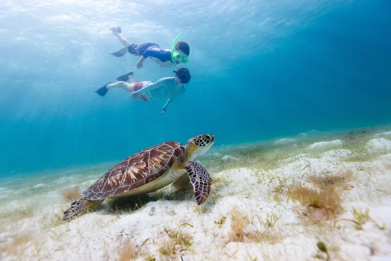 St. John Eco Hike & Snorkel with Sea Turtles - Snorkeling charter departing from Cruz Bay National Park Dock, St. John, US Virgin Islands | 3 Hours, up to 16 guests